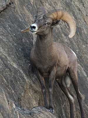 Bighorn sheep grand canyon