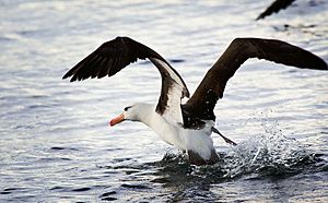 Black-browed Albatross, Beagle Channel