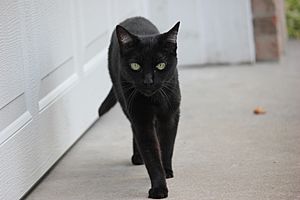 Black Cat (7983739954)