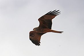 Black kite (Milvus migrans migrans) in flight