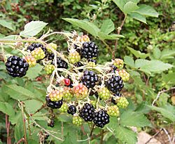 Blackberry fruits10.jpg