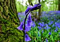 Bluebells (34303735655)