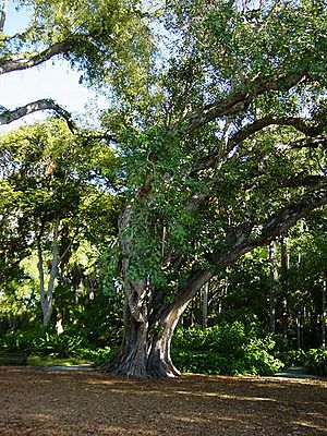 Bodhi tree foster botanical gardens hawaii