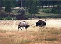 Buffalo charges Elk near old faithful - panoramio