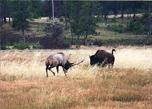 Buffalo charges Elk near old faithful - panoramio