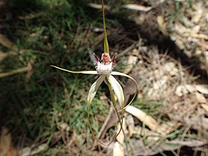 Caladenia cruscula.jpg