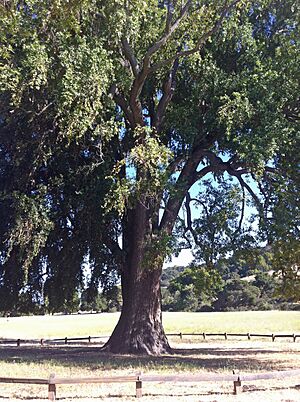 California bay laurel 2012-06-16