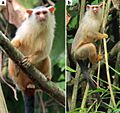 Casal de Sagui-de-schneider Paranaíta 2021