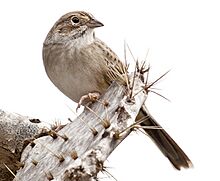 Cassin's Sparrow, Peucaea cassinii