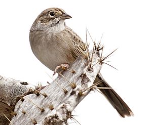 Cassin's Sparrow, Peucaea cassinii.jpg