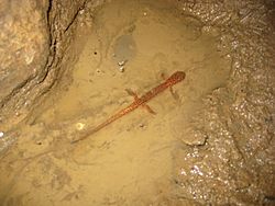 Cave Salamander at Big Bone Cave