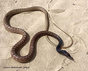 Red Racer Snake Animal Facts  Masticophis flagellum piceus - A-Z