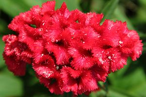 Celosia Facts for Kids