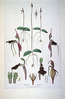 Chiloglottis diphylla (Illustrationes Florae Novae Hollandiae plate 8)