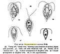 Chlamydomonas caudata