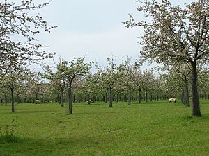 Cider apple orchards at Over Stratton - geograph.org.uk - 10970