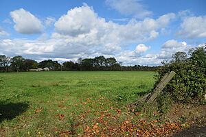 A green field with trees in the distance