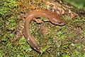 Dicamptodon ensatus 3