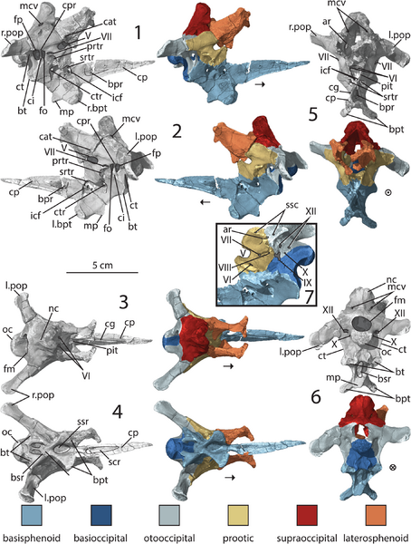 Dilophosaurus assigned braincase