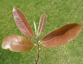 Diospyros mespiliformis, vars loof, c, Jan Celliers Park