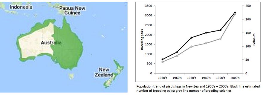 Distribution of pied cormorant in Australia and New Zealand and the population trends in New Zealand