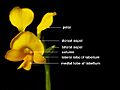 Diuris aequalis (labelled)
