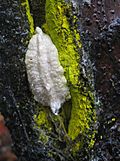 Egg case in lichen-encrusted crack