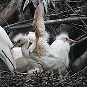 Egretta garzetta (juvenile s3)