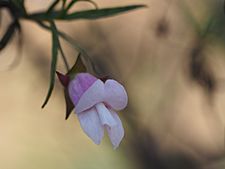 Eremophila granitica flower