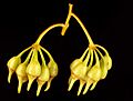 Eucalyptus beardiana buds