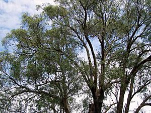 Eucalyptus macarthurii Bowral.jpg