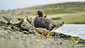Falklands Steamer duck (51051125303)