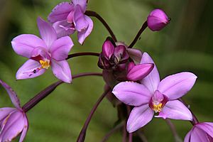 FatuIva OrchidaceaeSpathoglottisPlicata 20061111.JPG