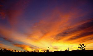 Feathered Dusk