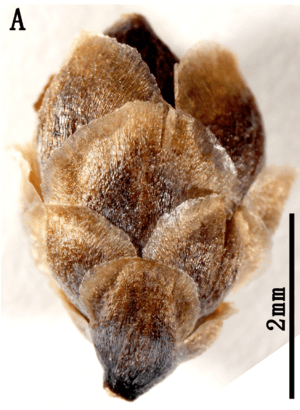 Female Ephedra californica cone - journal.pone.0053652.g002-A