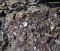Ferruginous quartz-pebble conglomerate (boulder in "Sharon Conglomerate", Lower Pennsylvanian; Jackson North roadcut, Ohio, USA) 10 (37715579786)