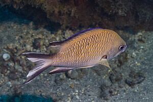 Fula blanca (Chromis limbata), franja marina Teno-Rasca, Tenerife, España, 2022-01-09, DD 13.jpg