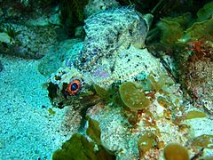 Glyptauchen panduratus Goblinfish P1021064
