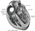 Gray internal structure of heart