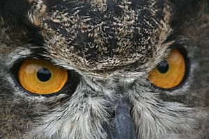 Great horned owl (6293628118)