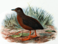 Hawaiian Crake