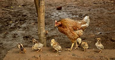 Hen with chicks, Raisen district, MP, India