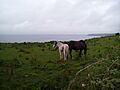 Horses (Ring, County Waterford, 2007)