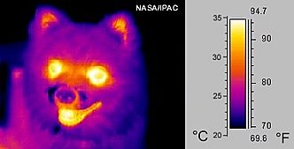 Infrared dog