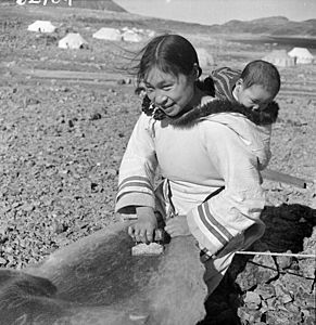 Inuit woman “Josie” scraping sealskin, Kinngait, Nunavut Josie, une femme inuite, gratte une peau de phoque à Kinngait, au Nunavut (30694460224)