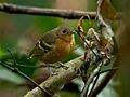 Isleria hauxwelli - Plain-throated Antwren (female); Carajas National Forest, Para, Brazil
