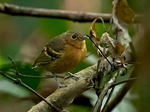 Isleria hauxwelli - Plain-throated Antwren (female); Carajas National Forest, Para, Brazil.jpg