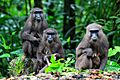 Macaca Maura Satwa Endemik Sulawesi Selatan 01