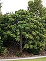 Macaranga tanarius Tree 1