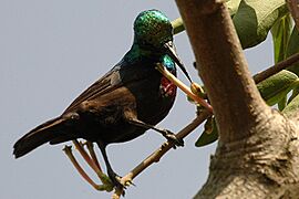 Maricosunbird